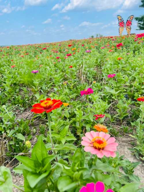 A vibrant field of colorful flowers with butterflies in the background under a blue sky.