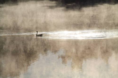 A lone swan glides across a misty lake, with soft sunlight reflecting on the water's surface.