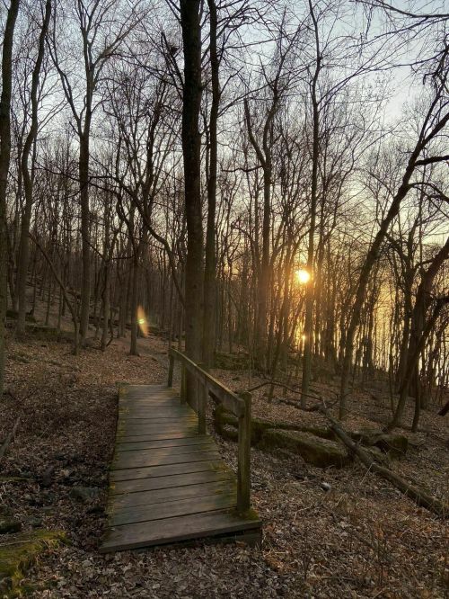 A wooden bridge leads through a forest at sunset, with bare trees and soft light illuminating the scene.