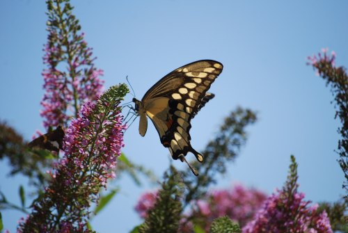 A butterfly with black and yellow wings perched on vibrant pink flowers against a clear blue sky.