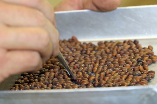 A close-up of hands sorting through a tray of brown and purple beans with a small tool.