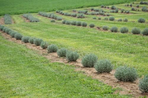A lush green field with neatly arranged rows of lavender plants on a dirt path.