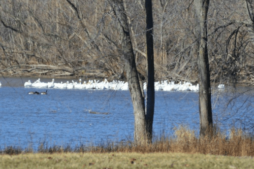 A group of white birds gathered on a river, surrounded by bare trees and a grassy shore.