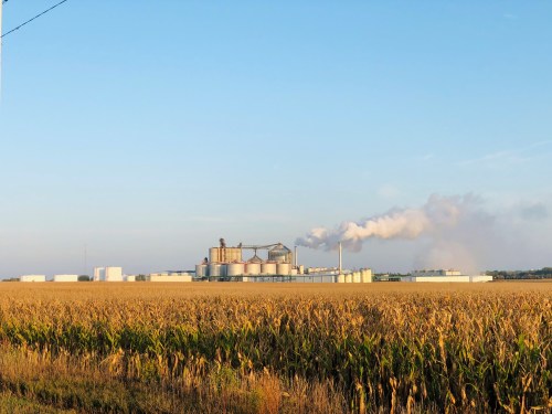 A factory emits smoke, surrounded by a field of tall corn under a clear blue sky.