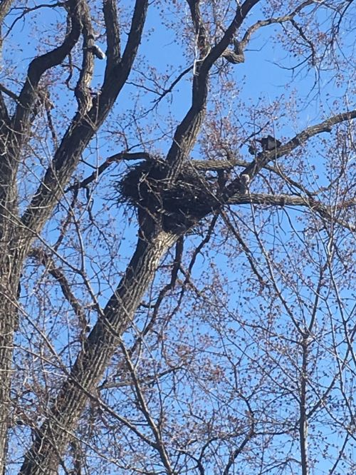 A large bird's nest perched high in a tree against a clear blue sky, surrounded by bare branches.