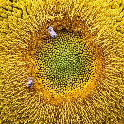 Close-up of a sunflower center with bees collecting pollen from vibrant yellow florets.