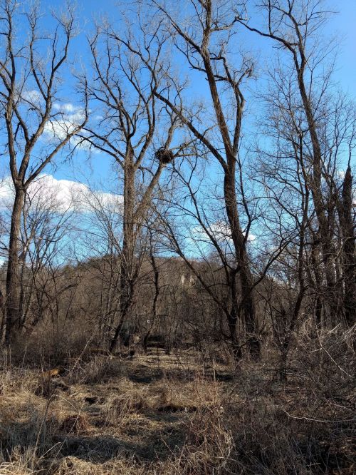 A landscape of bare trees against a blue sky, with a nest visible high in one of the trees. Dry grass covers the ground.