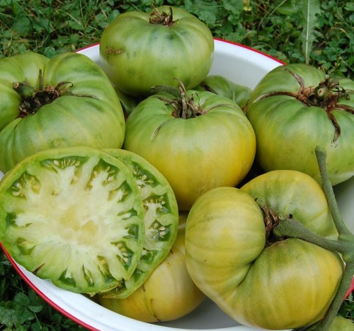A bowl filled with green tomatoes, some whole and one sliced in half, resting on a grassy surface.