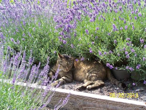 A tabby cat resting among vibrant lavender flowers in a garden.