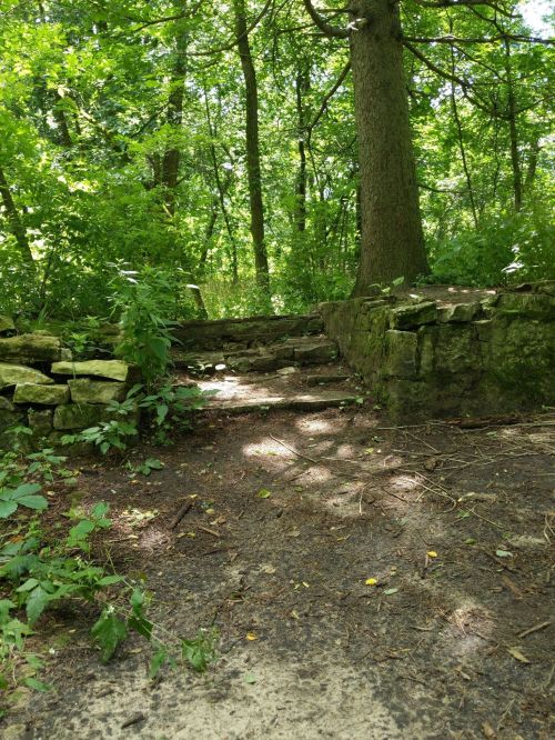 A forest scene featuring a stone wall and pathway surrounded by lush greenery and trees. Sunlight filters through the leaves.