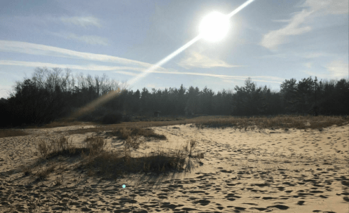A sunny beach scene with sand dunes, sparse vegetation, and a forest in the background under a clear blue sky.
