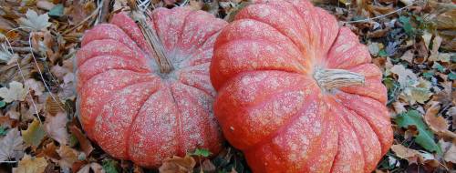 Two large, vibrant orange pumpkins resting on a bed of autumn leaves.