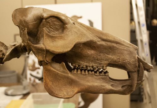 Close-up of a fossilized animal skull, showcasing detailed bone structure and teeth, with a blurred background.