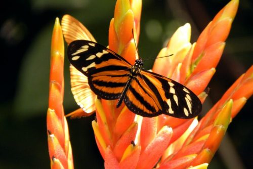 A vibrant orange and black butterfly perched on bright orange tropical flowers.