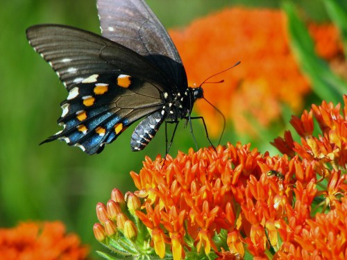 A black butterfly with blue and orange markings perched on vibrant orange flowers in a sunny garden.