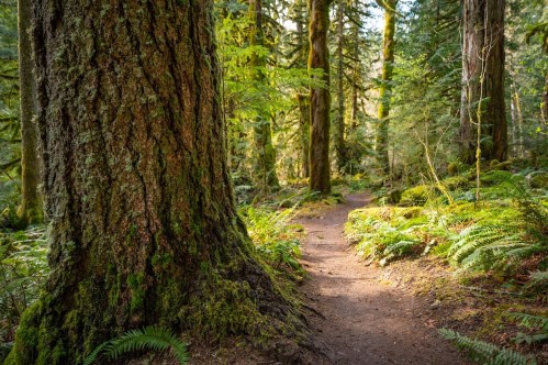 A winding dirt path through a lush green forest, flanked by tall trees and ferns. Sunlight filters through the leaves.