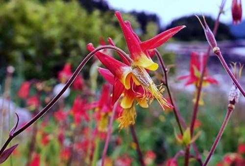 Close-up of vibrant red and yellow columbine flowers against a blurred green background.