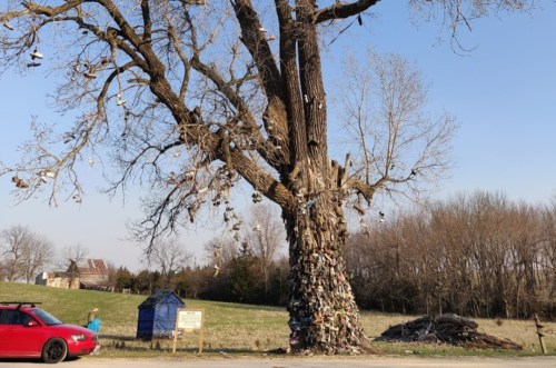 A large tree with a trunk covered in shoes, set against a clear blue sky and grassy field. A red car is parked nearby.