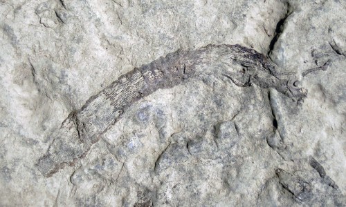 Fossilized remains of a prehistoric organism embedded in rocky surface, showcasing its elongated shape and texture.