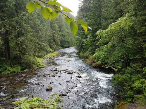 A serene river flows through a lush green forest, surrounded by tall trees and vibrant foliage.