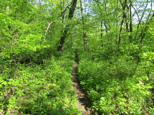 A narrow dirt path winding through a lush, green forest filled with trees and dense foliage.
