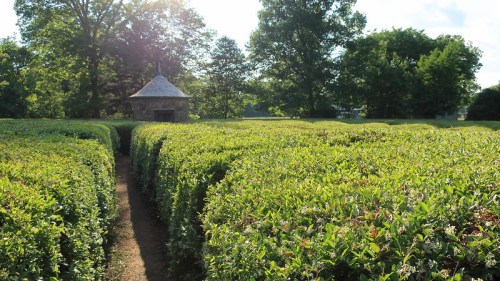 A lush green maze with neatly trimmed hedges, leading to a small stone structure in the background under a sunny sky.