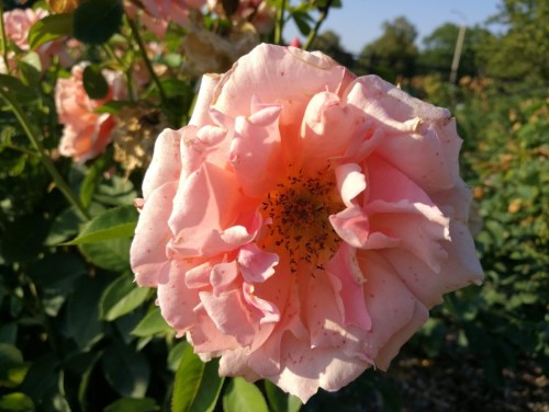 A close-up of a pink rose in full bloom, surrounded by green leaves and soft sunlight.
