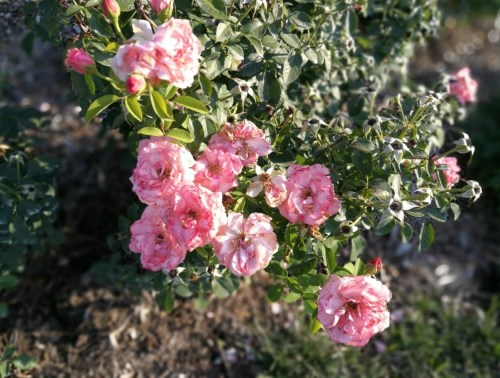 A cluster of pink roses blooming on a green bush, surrounded by foliage.