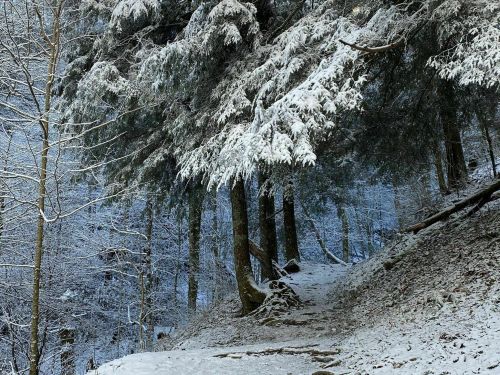 A snowy forest path surrounded by frosted trees and a serene winter landscape.