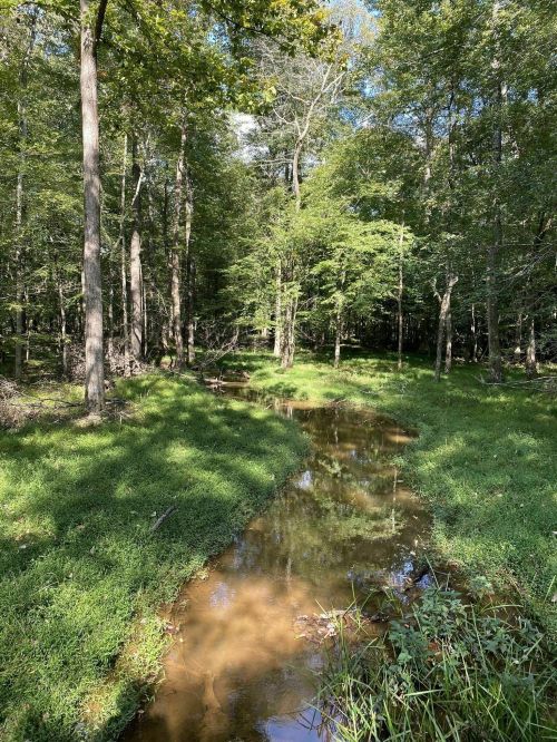 A serene forest scene with a small, clear stream reflecting trees and greenery under a bright blue sky.