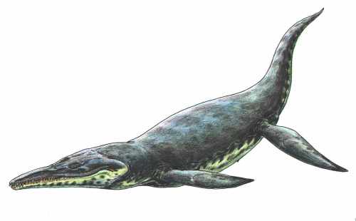 Illustration of a prehistoric marine reptile swimming, featuring a long body, flippers, and a crocodile-like head.