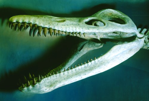 A large, fossilized crocodile skull with sharp teeth displayed against a dark background.