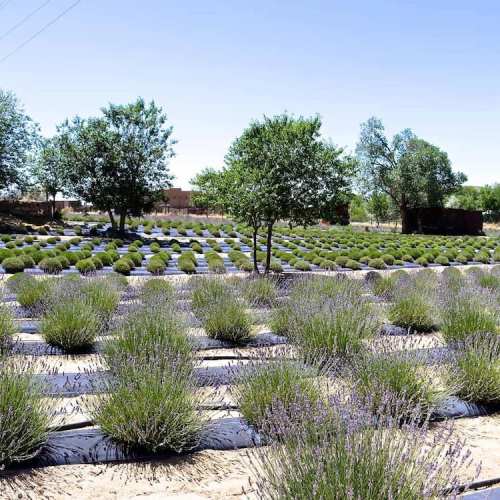 A lavender field with rows of blooming plants and trees under a clear blue sky.