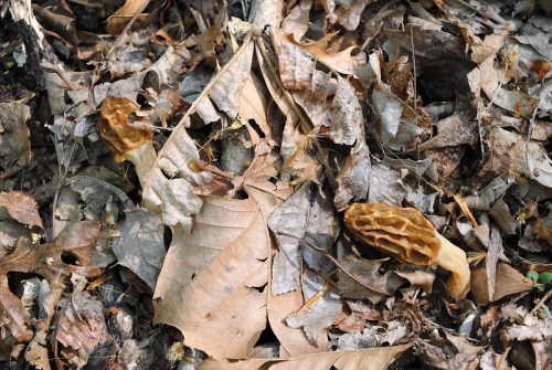 Two morel mushrooms partially hidden among dry, fallen leaves on the forest floor.