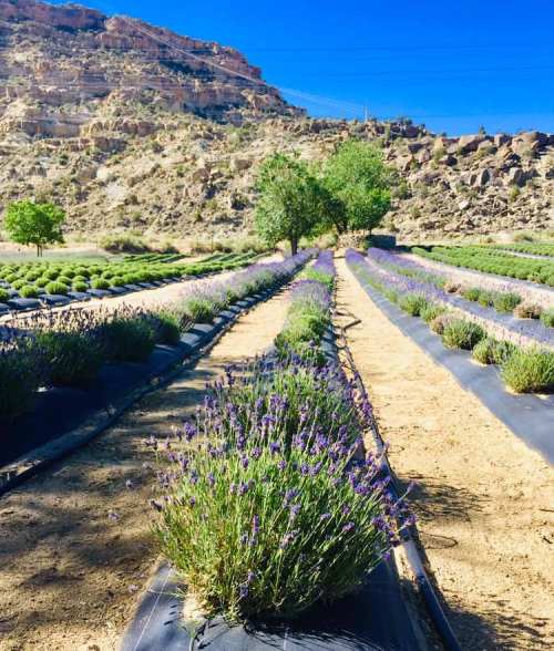Lavender fields stretch across a sunny landscape, with mountains in the background and clear blue skies above.