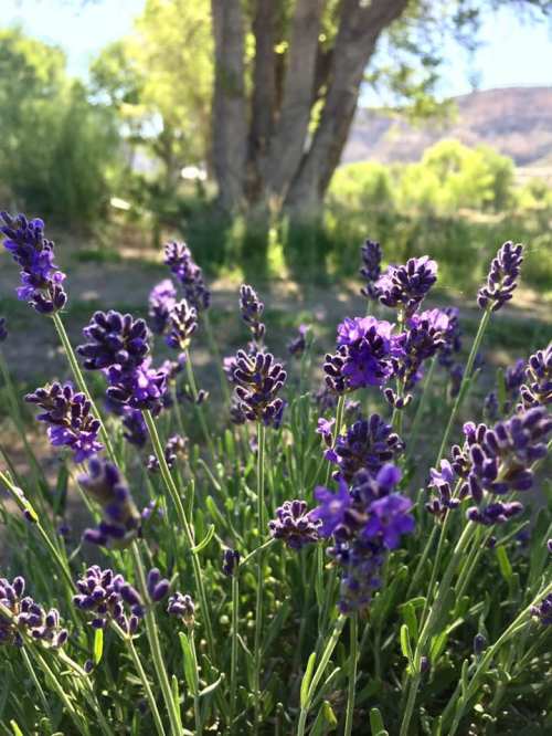 A close-up of vibrant purple lavender flowers in a sunny garden, with a tree and greenery in the background.