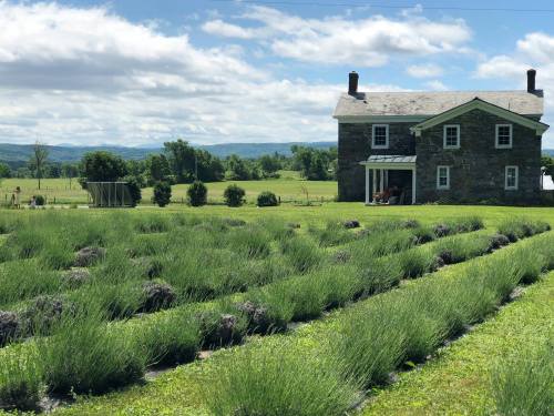 A stone house beside lush lavender fields under a cloudy sky, with rolling hills in the background.