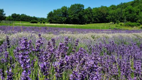 A vibrant field of purple lavender flowers under a clear blue sky, surrounded by green trees and grass.