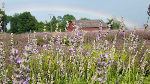 A field of lavender flowers with a rainbow arching over a red barn in the background.