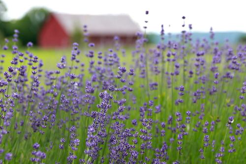 A field of vibrant purple lavender flowers with a rustic red barn in the background and green grass surrounding them.