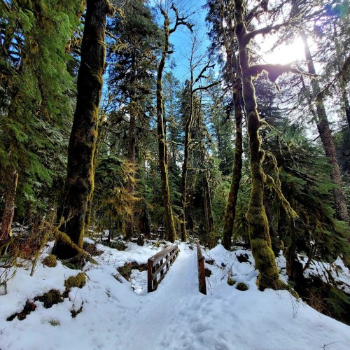 A snowy forest path with tall, moss-covered trees and a wooden bridge under a bright blue sky.