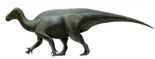 A detailed illustration of a dinosaur walking on four legs, featuring a long neck and tail, with a textured greenish body.