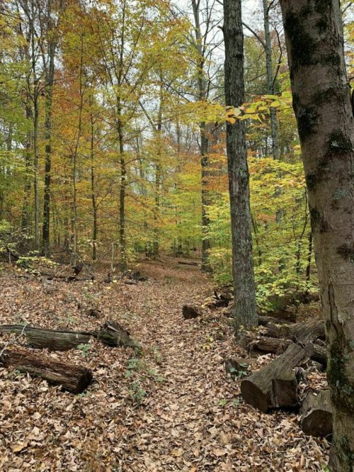 A serene forest path surrounded by trees with autumn leaves in vibrant yellow and orange hues.