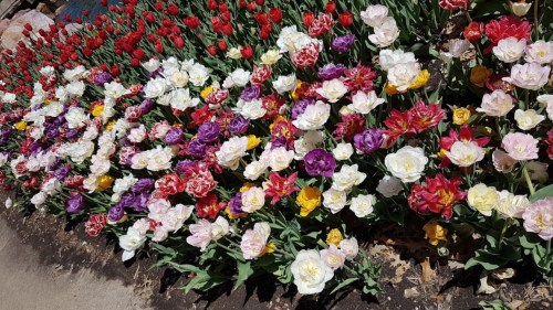 A vibrant garden bed filled with colorful tulips in shades of red, white, purple, and yellow.