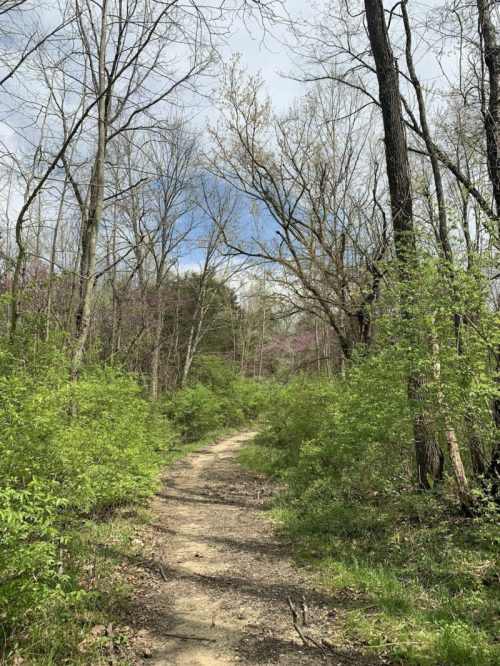 A winding dirt path through a lush green forest with trees and a blue sky peeking through the branches.
