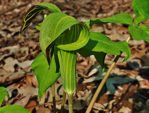 A close-up of a green plant with a curled leaf and striped stem, surrounded by fallen leaves on the ground.