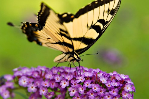 A close-up of a yellow and black butterfly perched on a cluster of small purple flowers.
