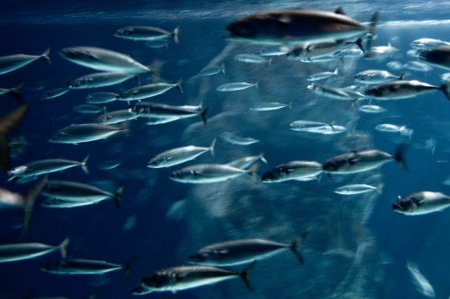 A school of fish swimming in clear blue water, creating a dynamic underwater scene.