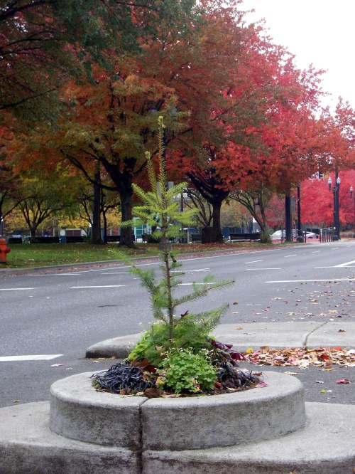 A small evergreen tree surrounded by greenery, set in a circular planter with vibrant autumn trees in the background.