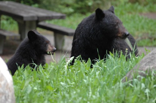 Two black bears are seen in a grassy area, one chewing on something, with a picnic table in the background.